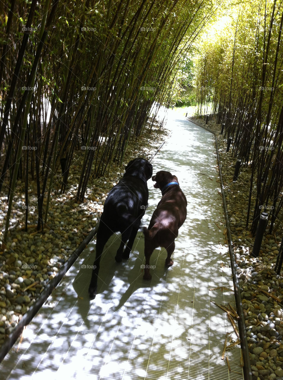 garden photography black dogs by wiggygirl