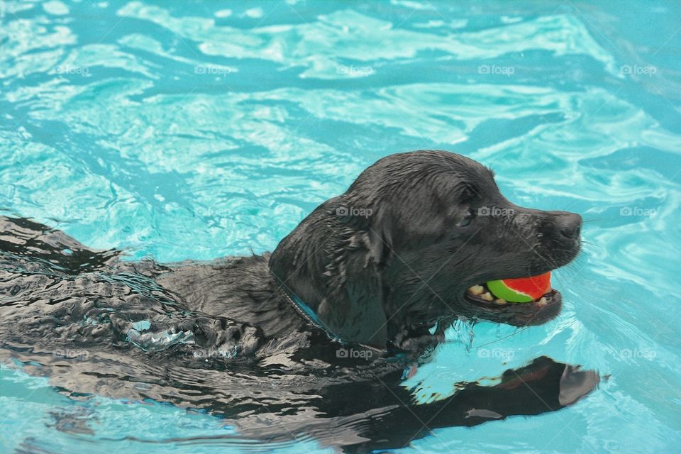 Swimming Dog