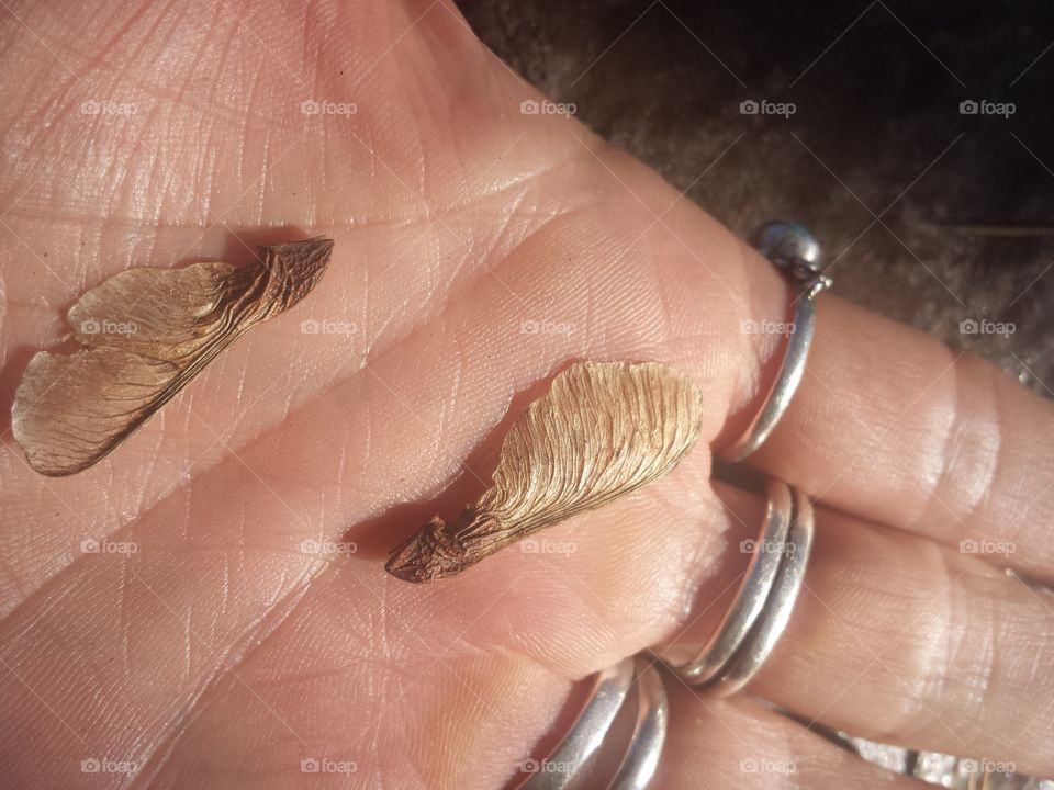maple seeds