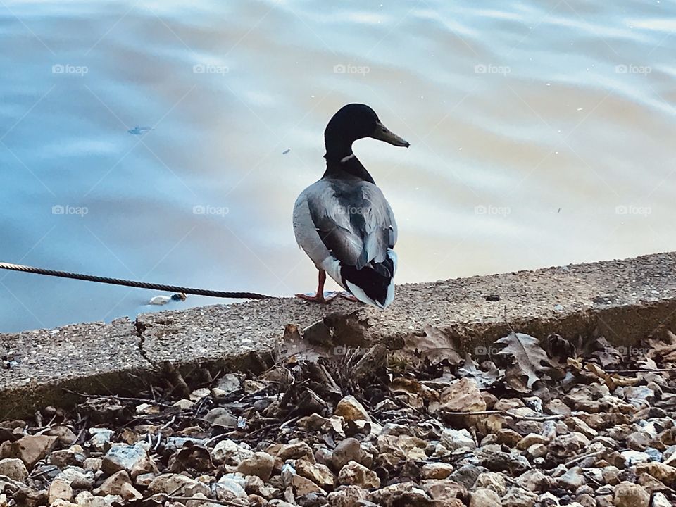 Gorgeous family of resident ducks out for a swim on the beautiful sunny day at the beach!