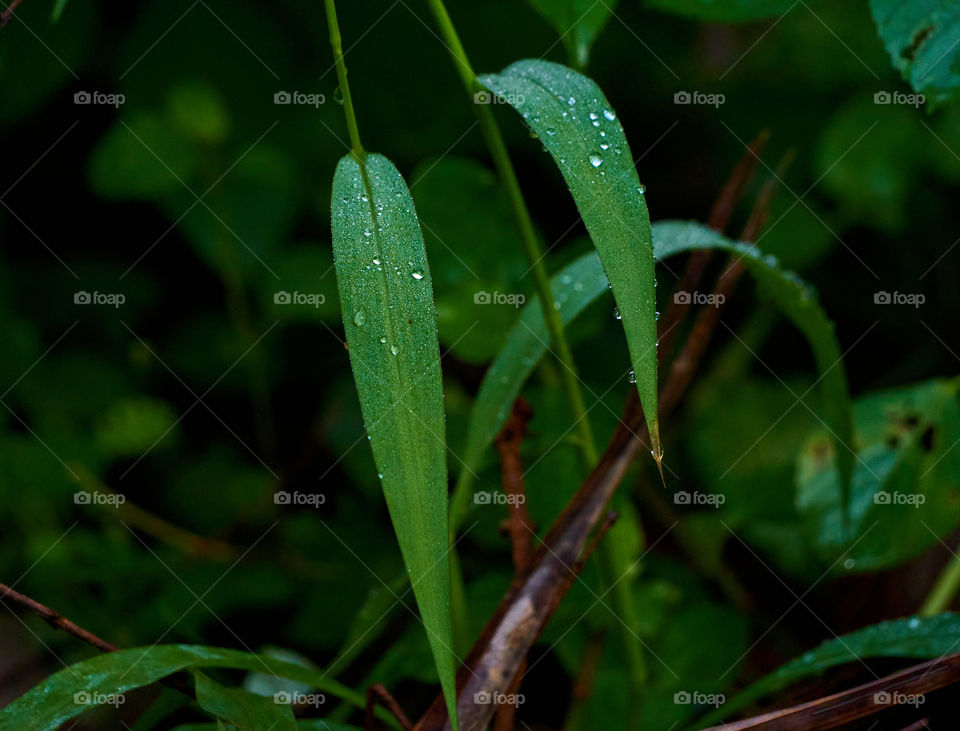 Grass blade  - water drops