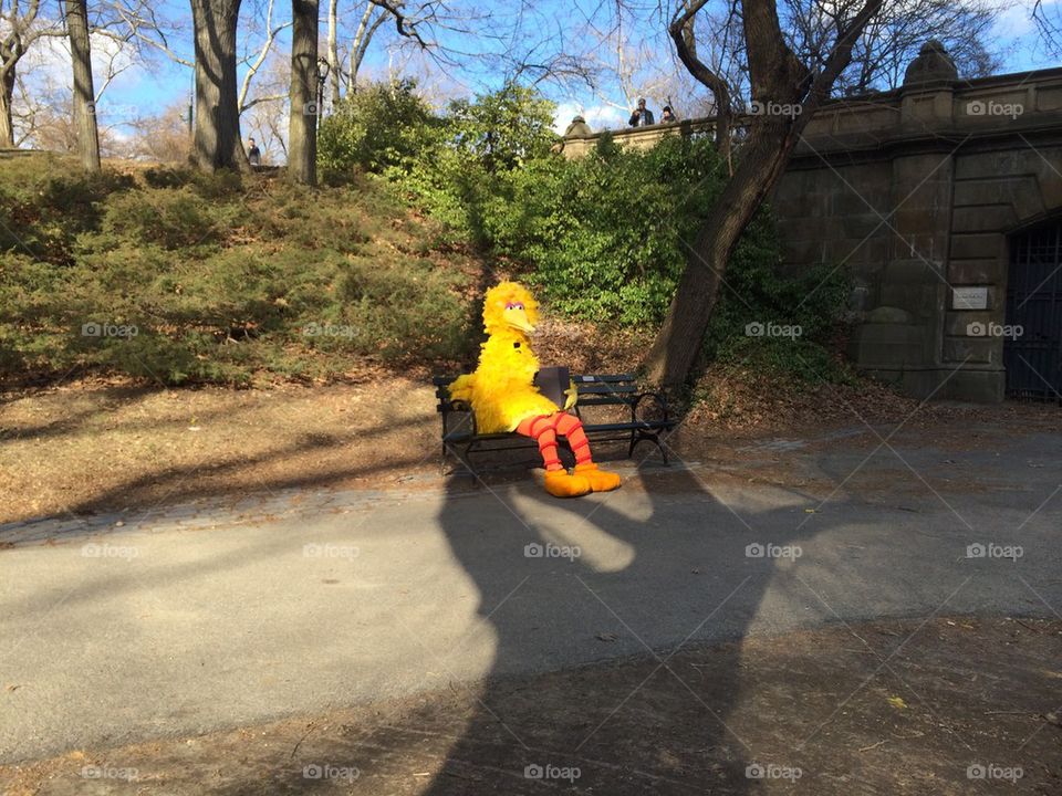 Random acts of Big Bird