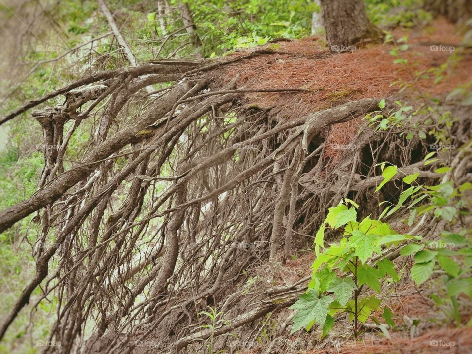 Bare roots of a still standing tree