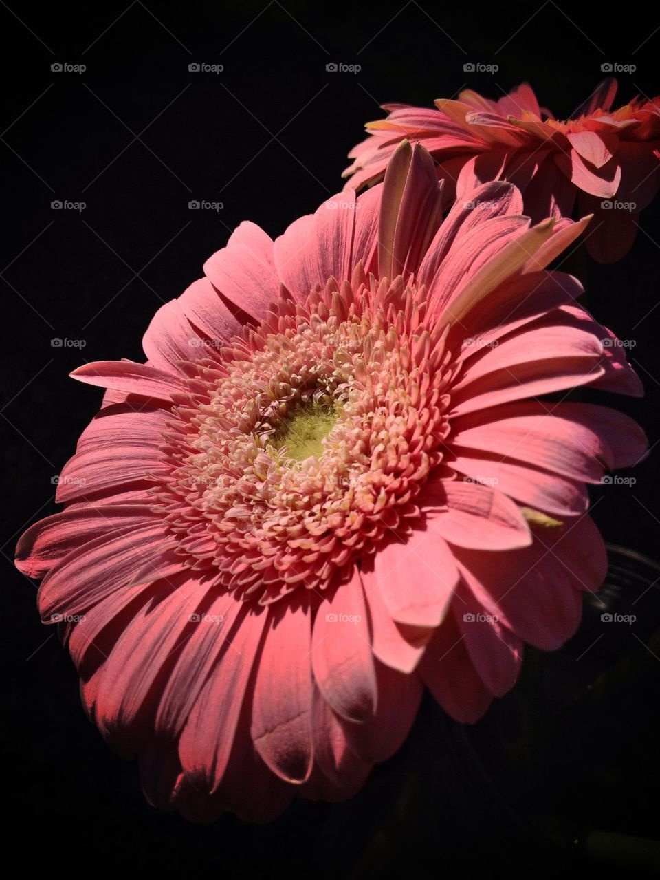 Pink Daisy