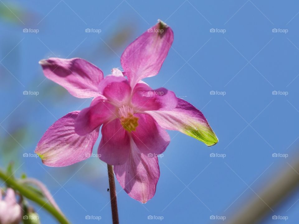 Close up of columbine flower