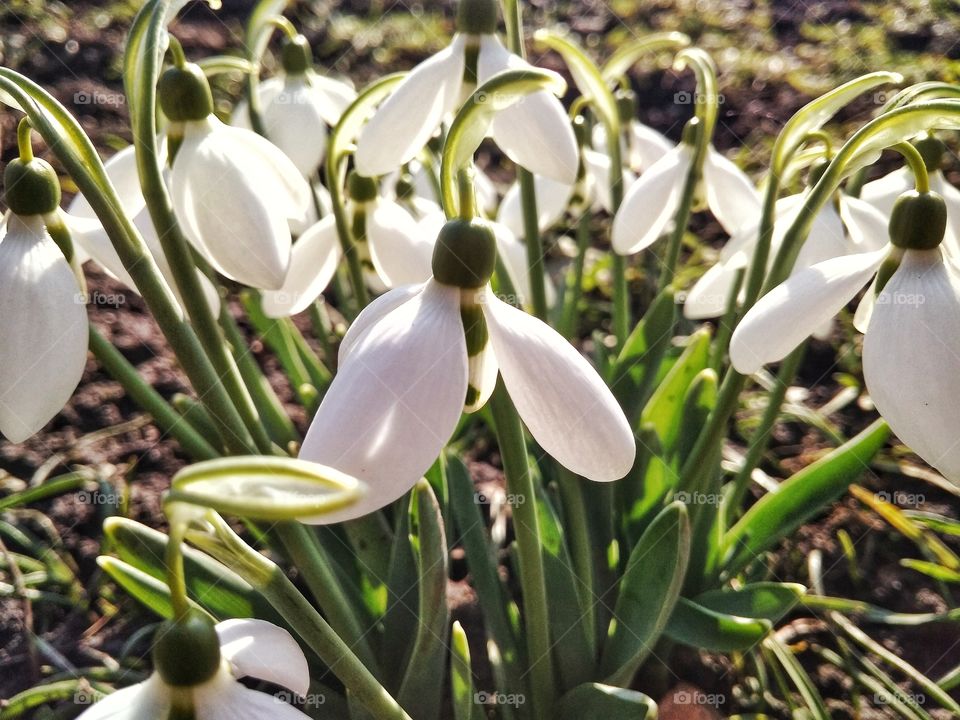 snowdrops at sunny day
