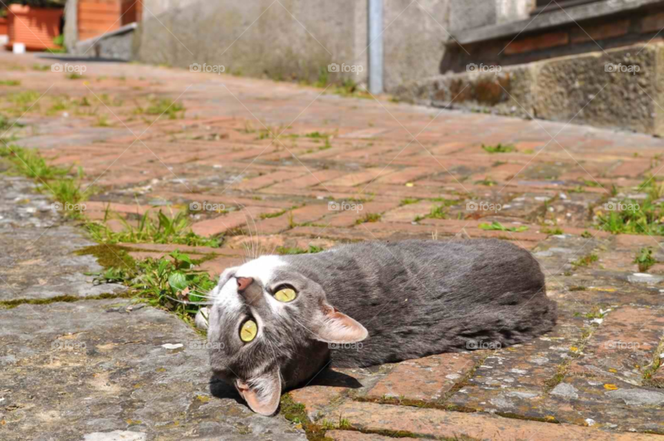 italy volterra cat in sun gray cat by micheled312