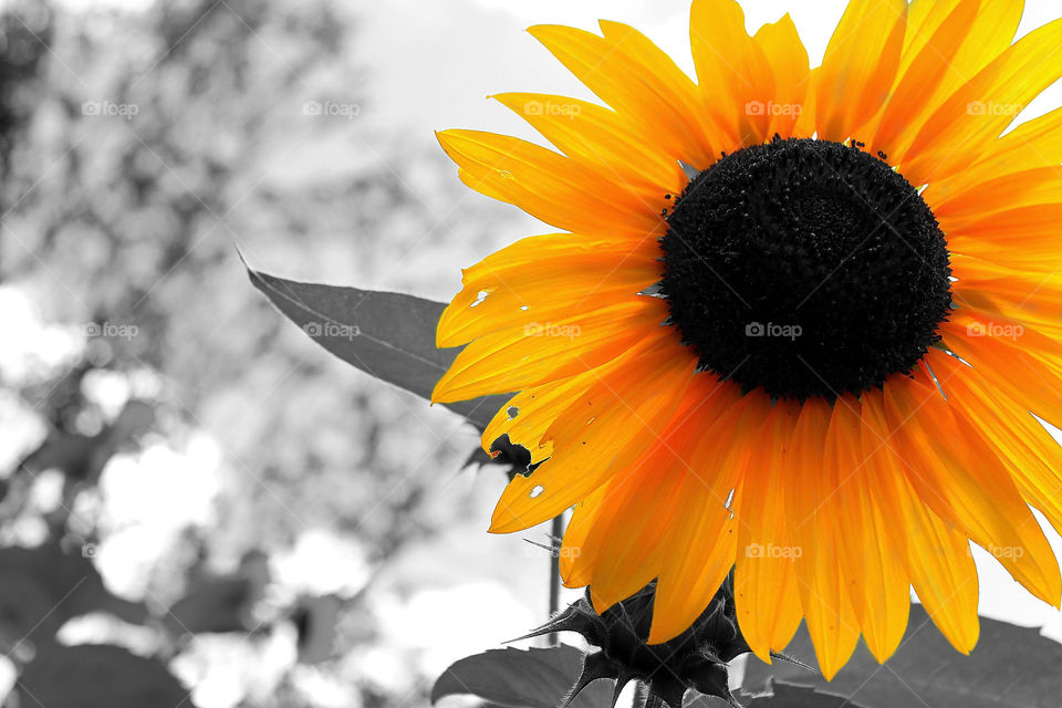 Ray of Sunflower