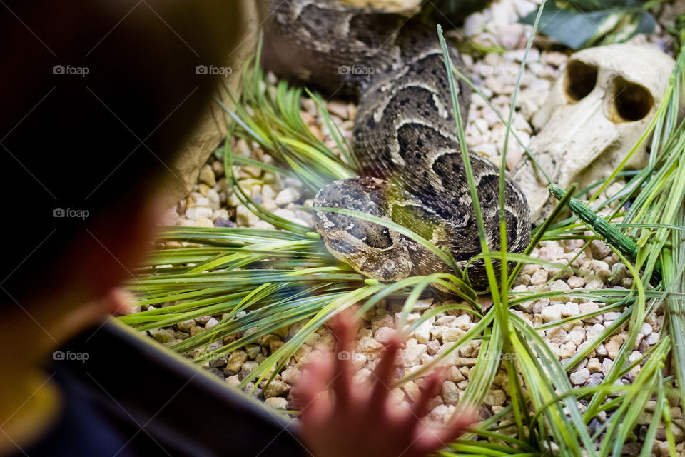 Closeup and dangerous - image of boy looking at puff adder snake through glass window