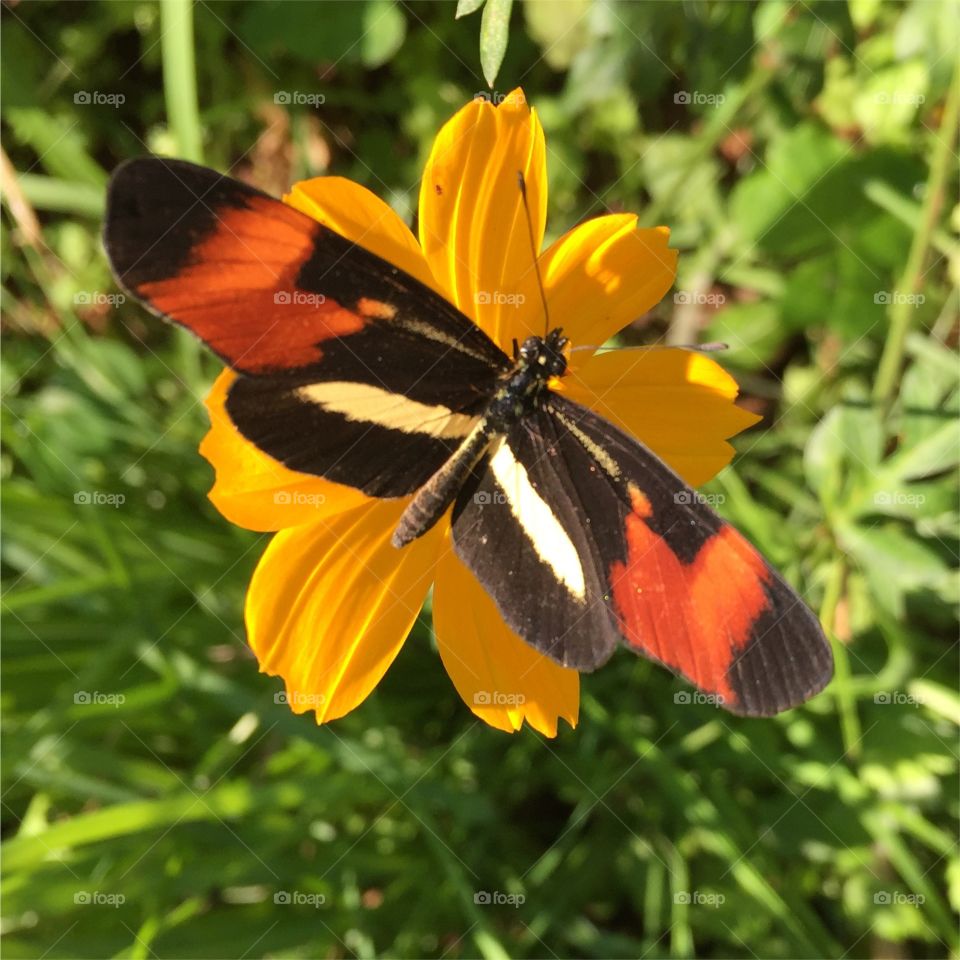 Butterfly 