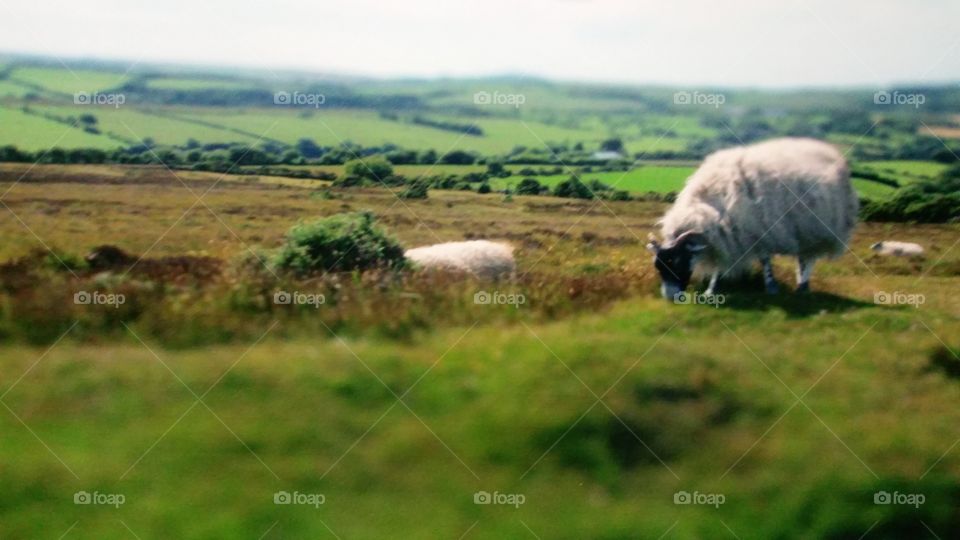 Exmoor Sheep. Driving down the windy roads of Exmoor, England. 