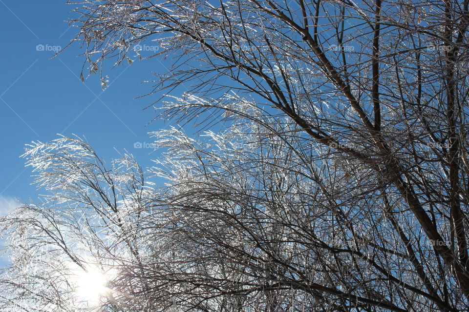 Winter Trees