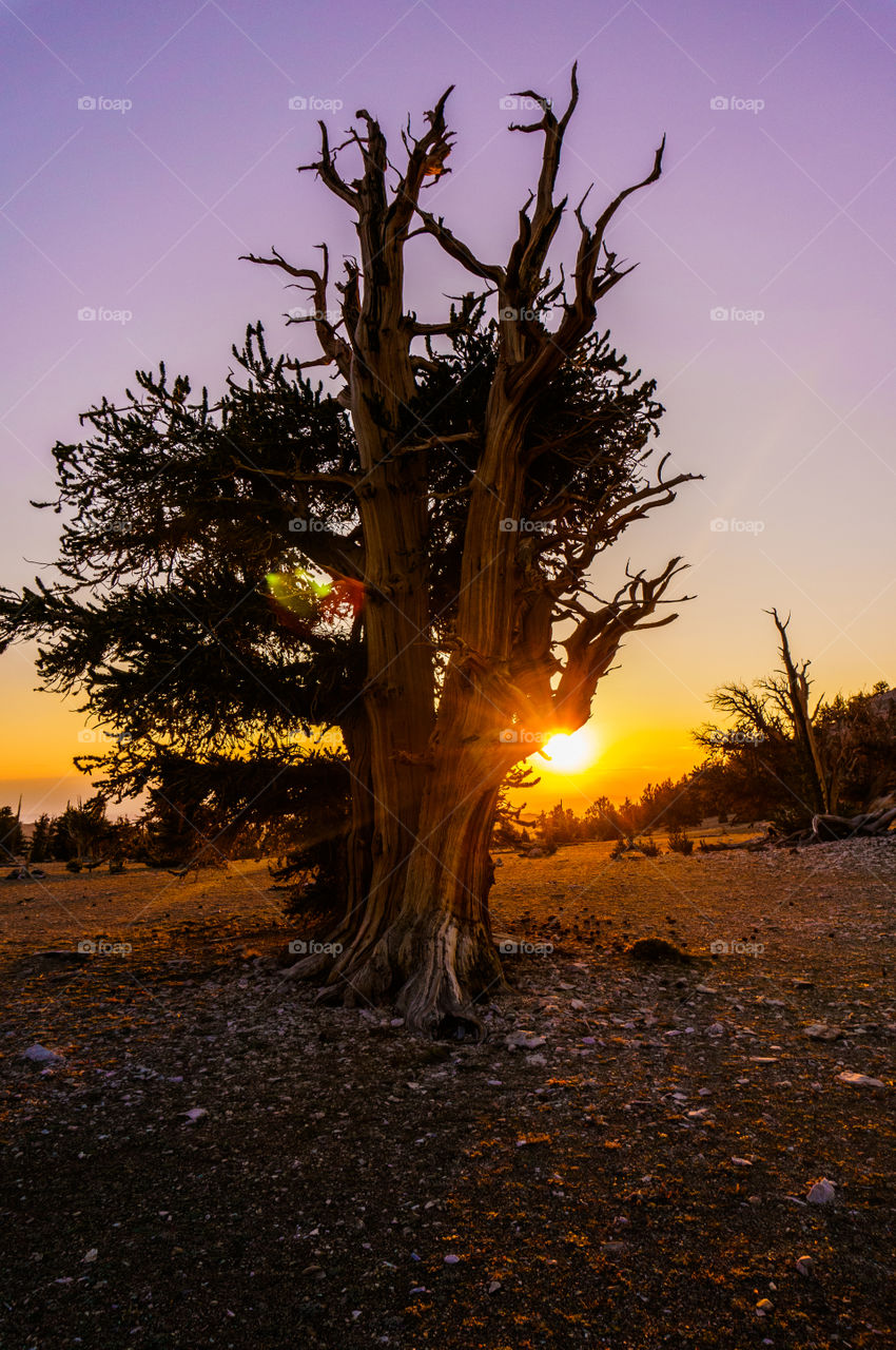 Patriarch Tree at Sunrise