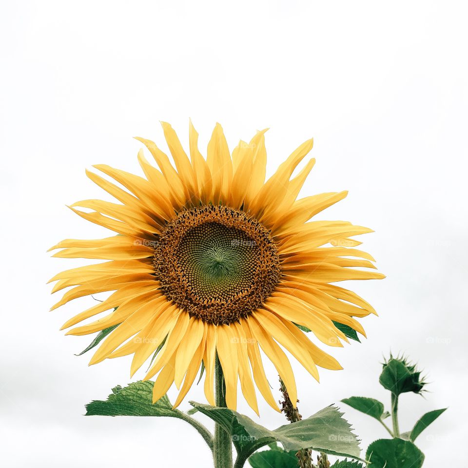 Nature, Sunflower, Bright, Summer, No Person