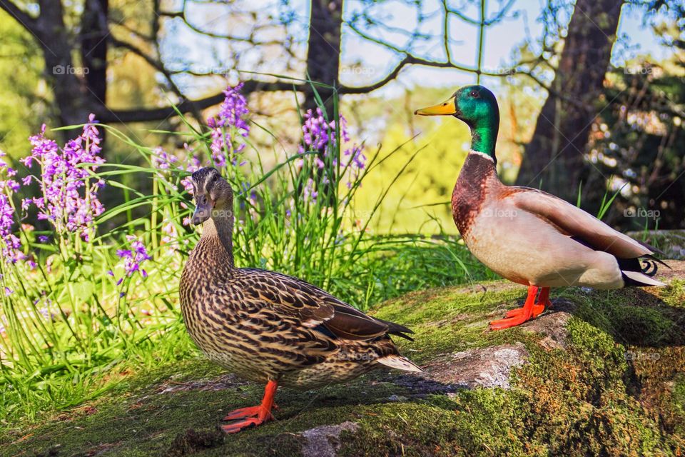 a couple of ducks in Beacon Hill Park. Victoria