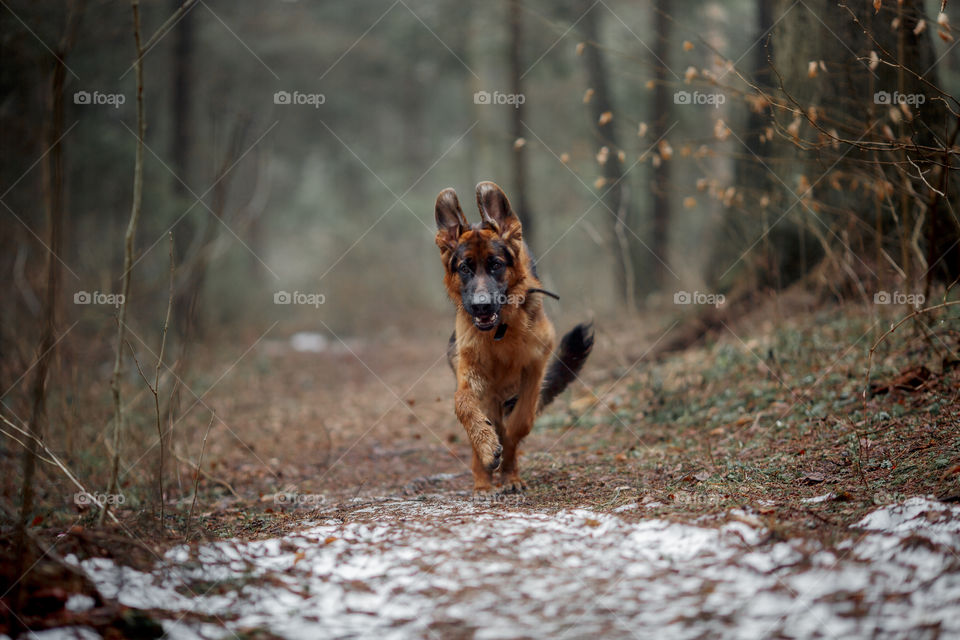 German shepherd young male dog walking outdoor at spring day