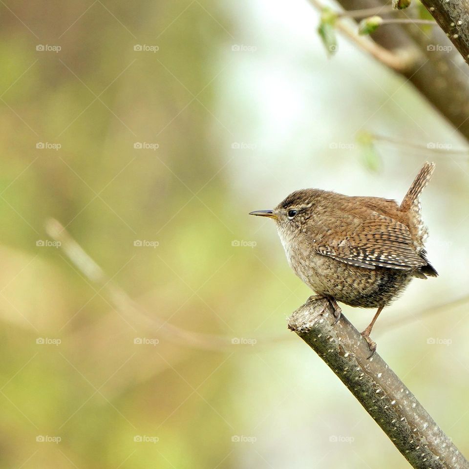 little King of birds