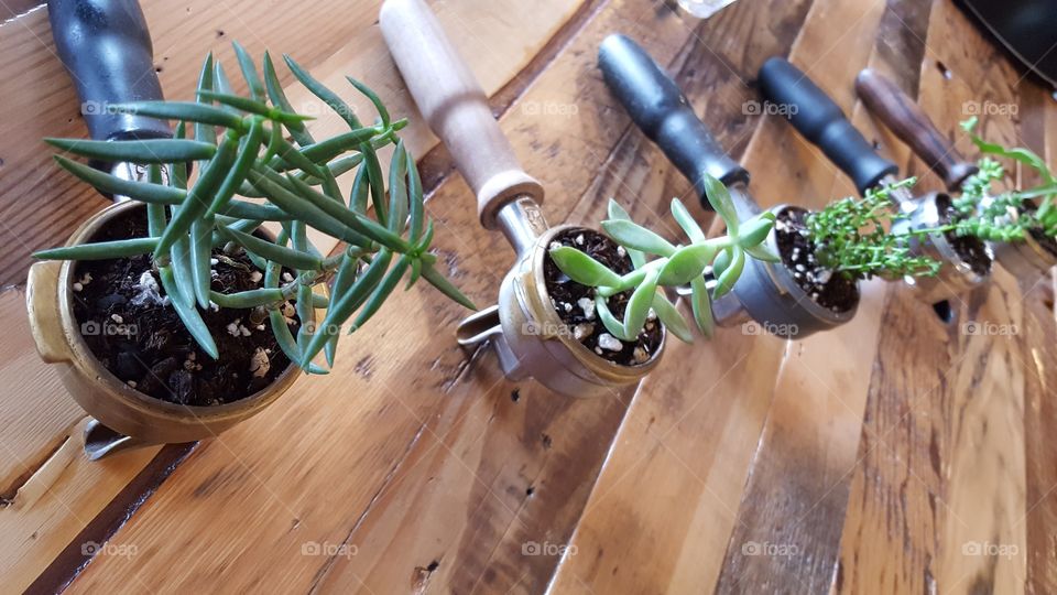 Succulents in espresso handles