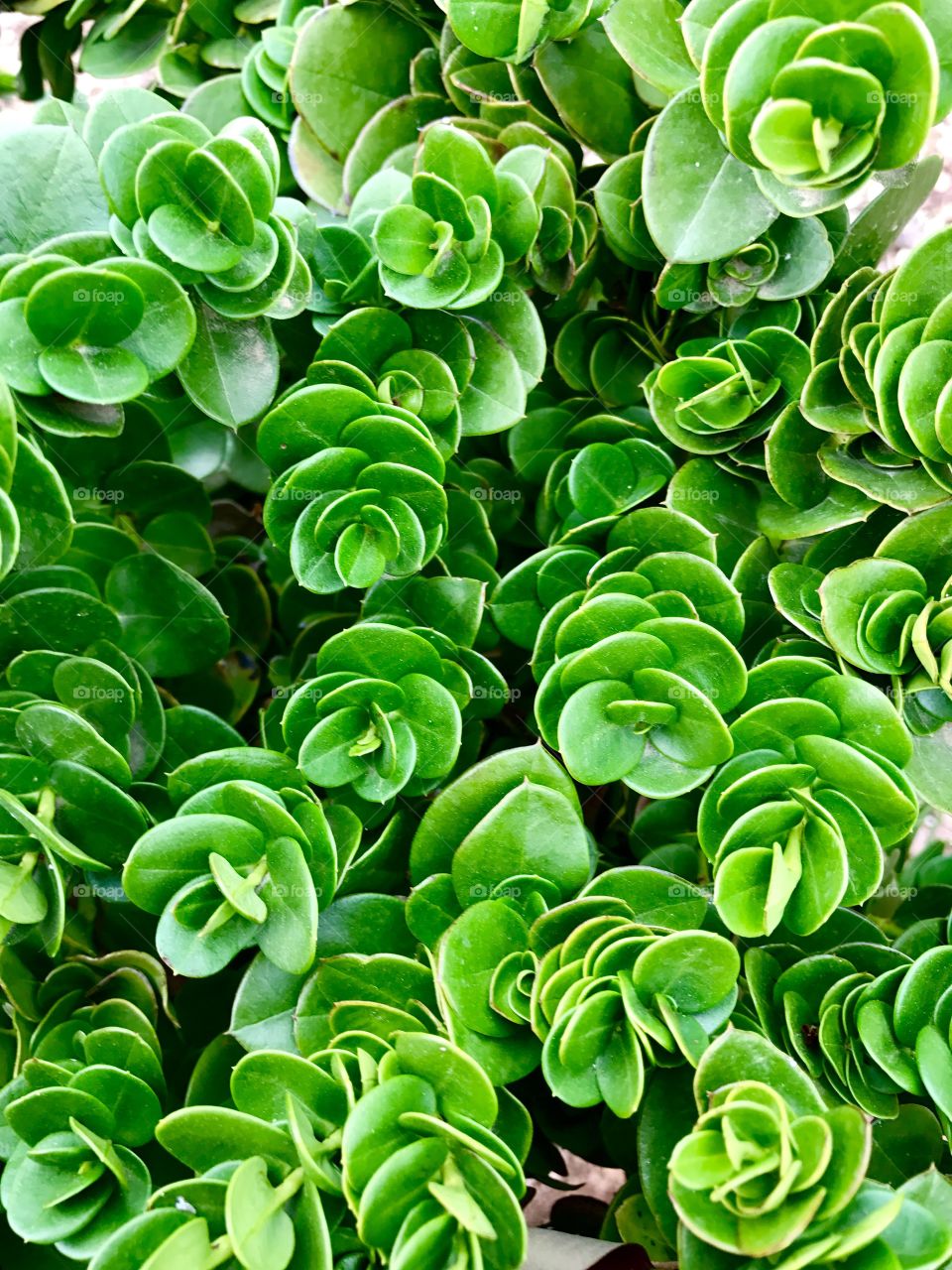 Front View Green Spirals