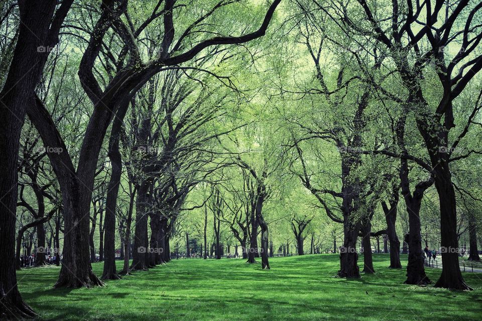 Calmness of Trees