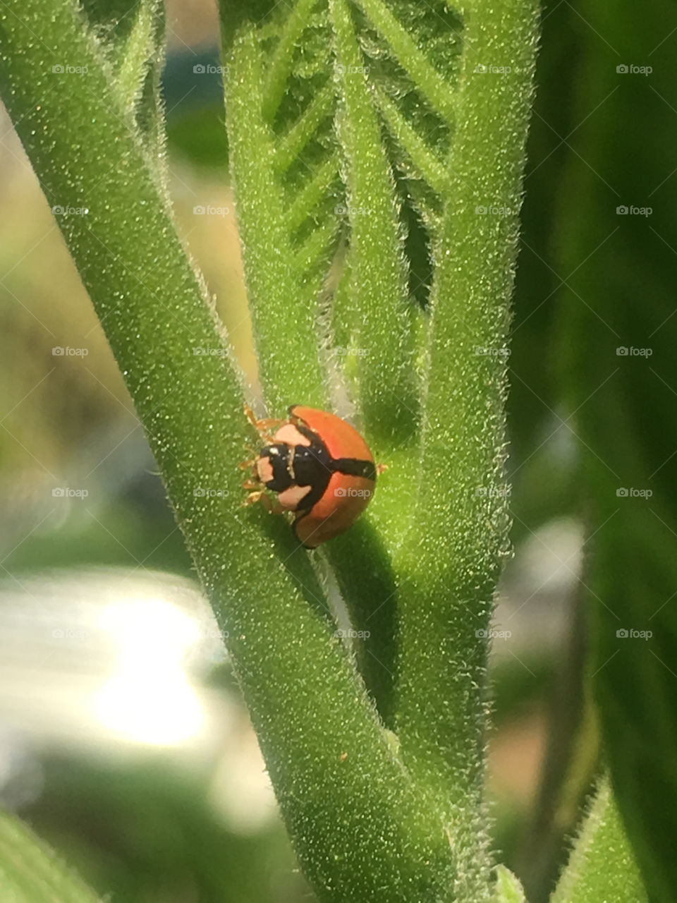 Lady bug