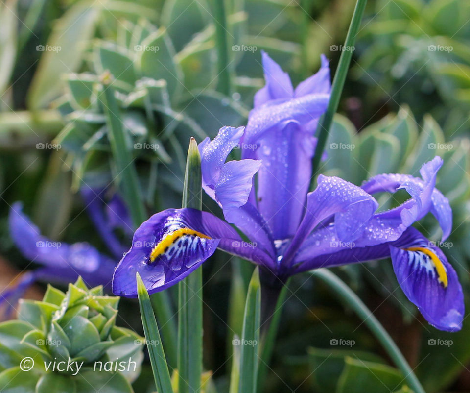 Zoomed in on a dew-kissed, purplish-blue, dwarf iris amongst some sedums in a small garden bed. 