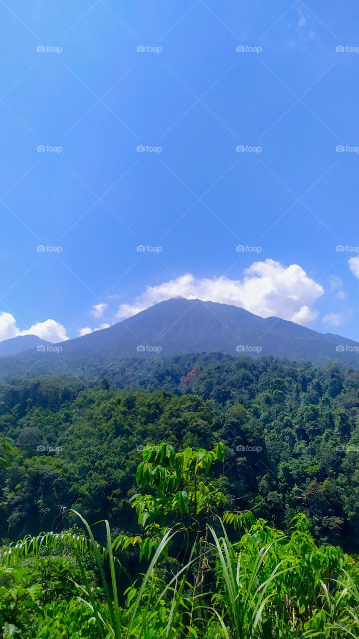 Dense forest with a backdrop of Mount Galunggung in Tasikamalaya Regency, West Java, Indonesia.  Photo taken in August 2020