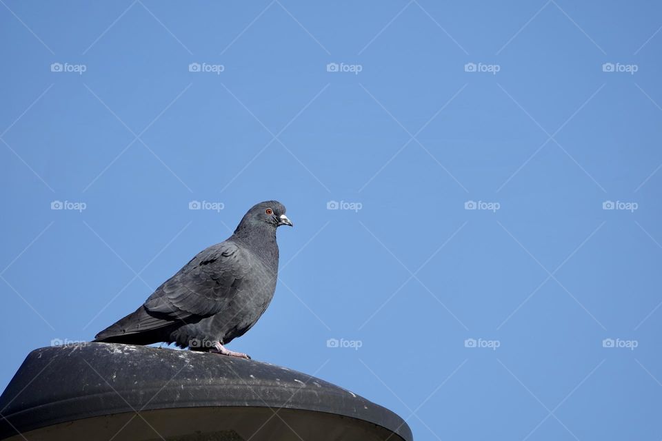 Pigeon takes a rest on the street light with blue sky background