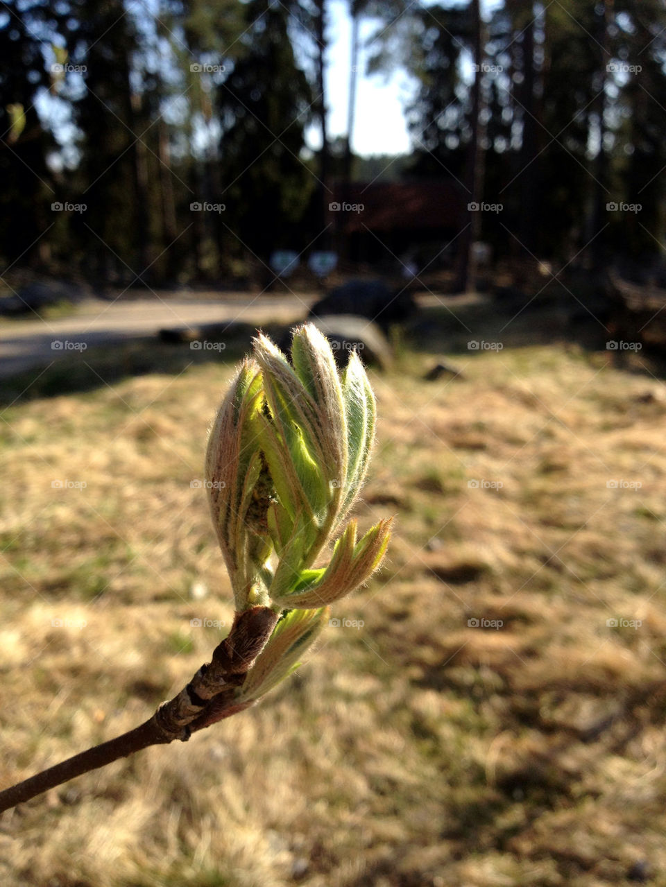 Bud, tree bud , spring, pollin