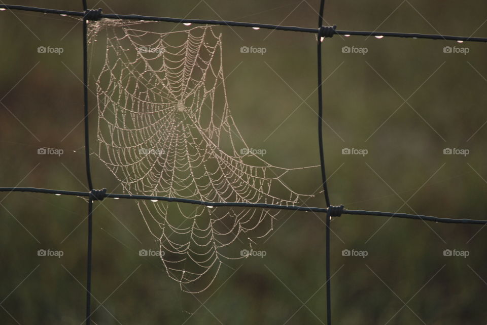 Foggy morning spider web on fence