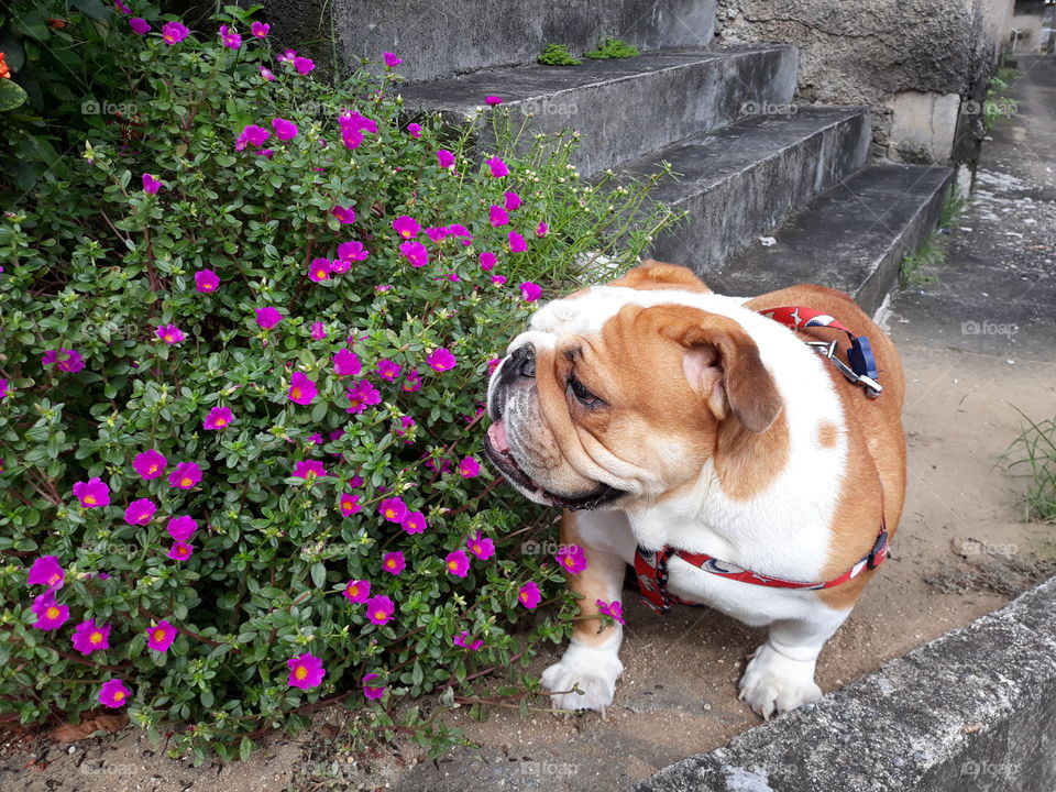 Flowres  and my  bulldog