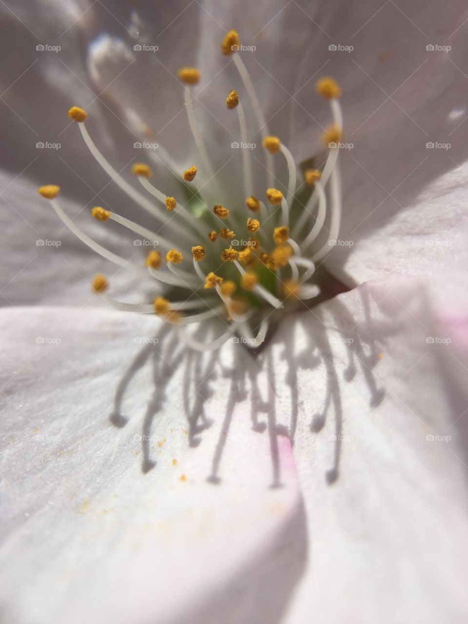 Pink blossoms in Connecticut