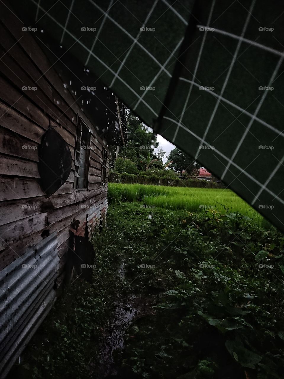 Can you see it sorry if it doesn't sharp but this is aat my back house and it's raining