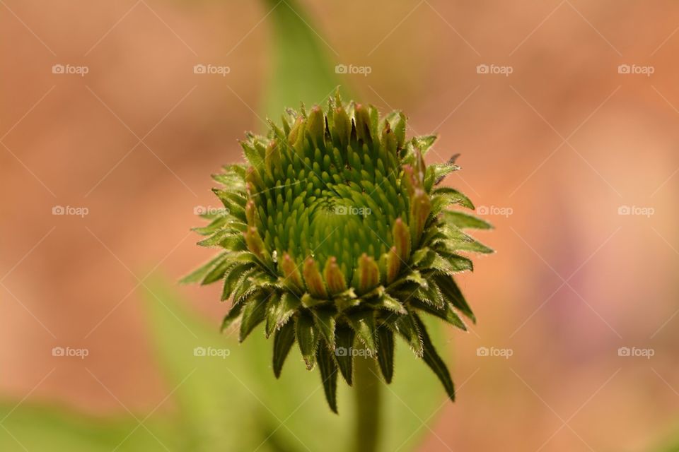 Flower Bud