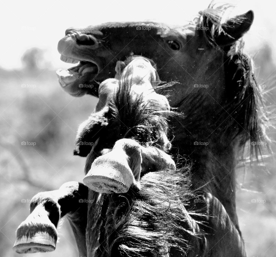 BW Two Wild Stallions Sparring