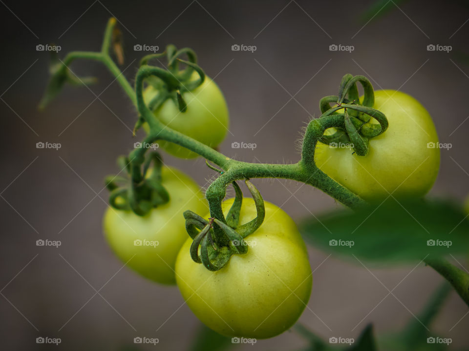 Tomato