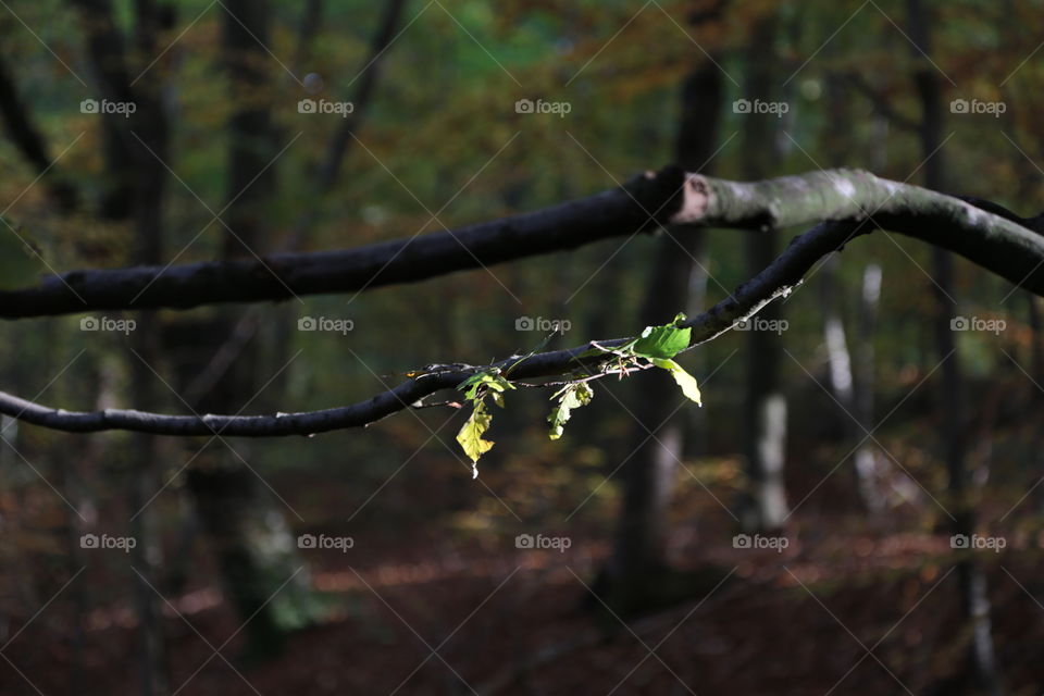 Forest in every season 