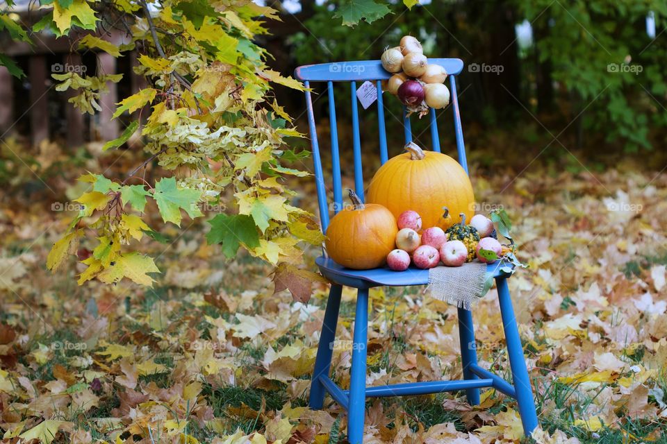 autumn, pumpkins time