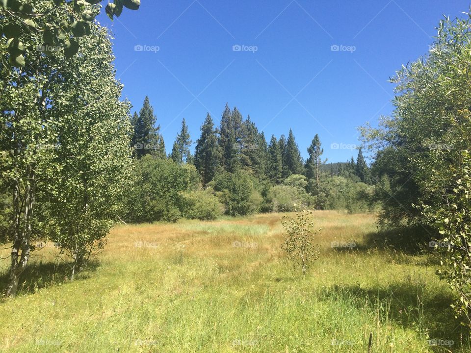 Meadow View. There are so many great walking trails in South Lake Tahoe that take you to places like this.