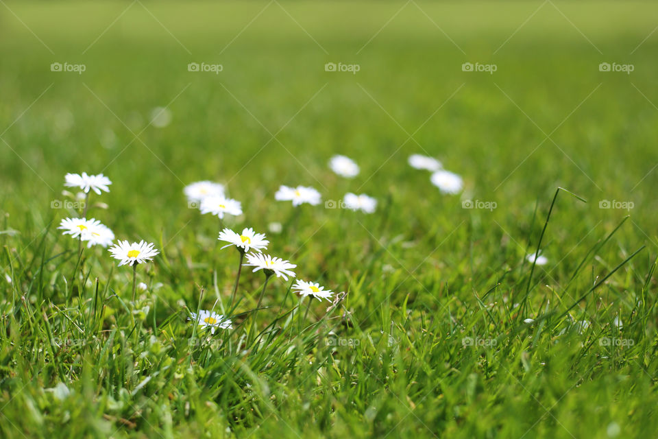 Meadow with green grass and white daisies at summer day