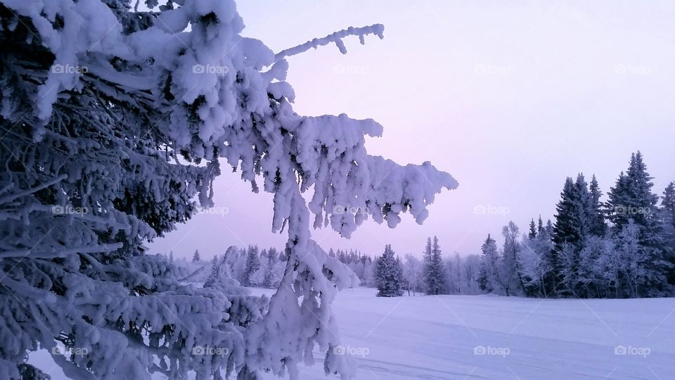 Snow-capped landscape