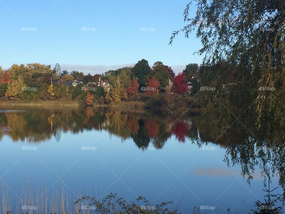 Reflection of autumn trees