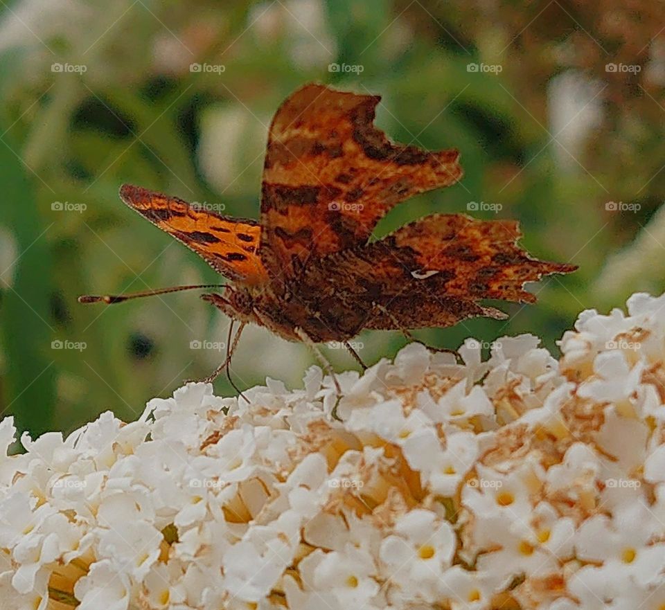 Butterfly in backyard