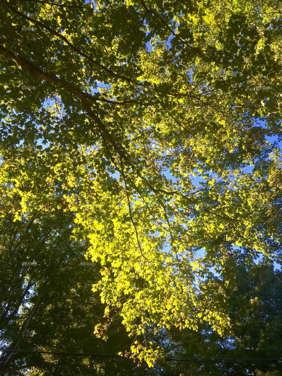 Leaf, Tree, Season, Bright, Wood