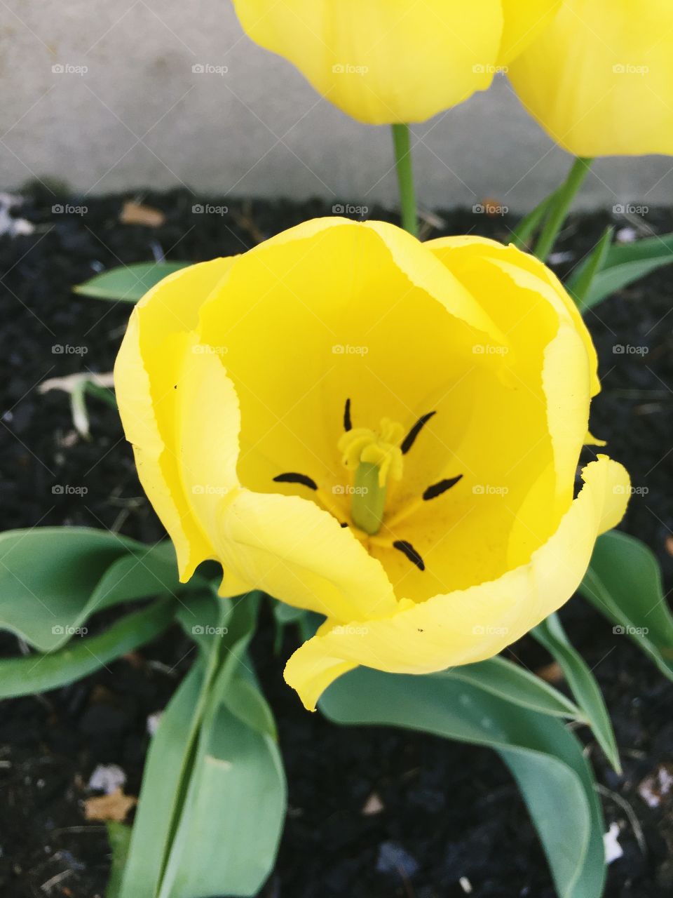 Yellow Tulip