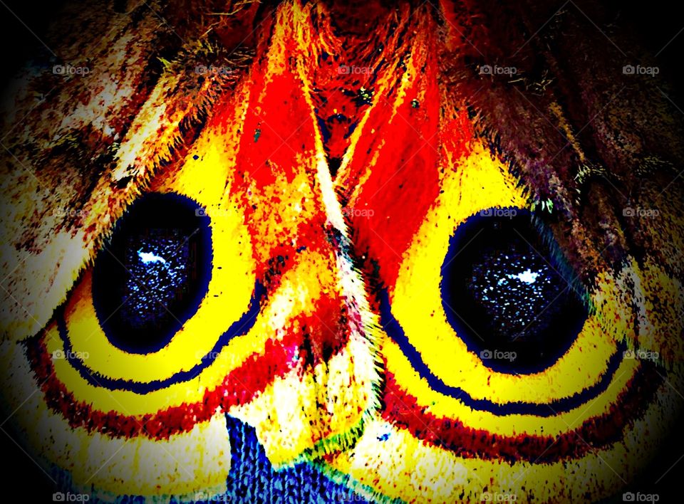 Vibrant Moth