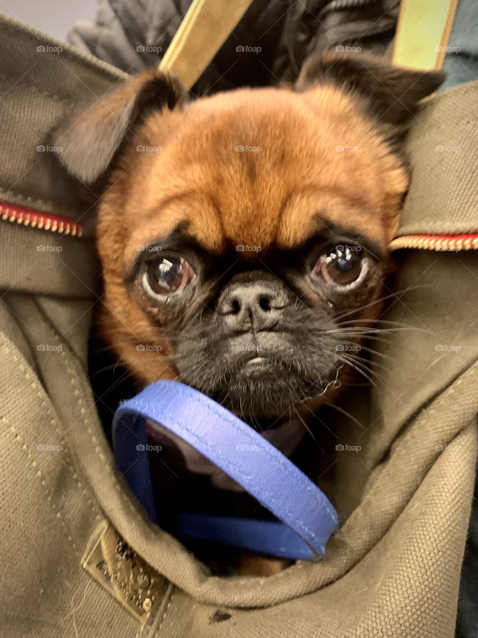 Grumpy dog in a shopping bag