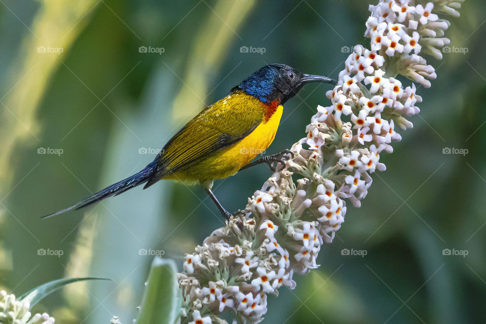 Bird ID - Green Tailed Sunbird (Male) 