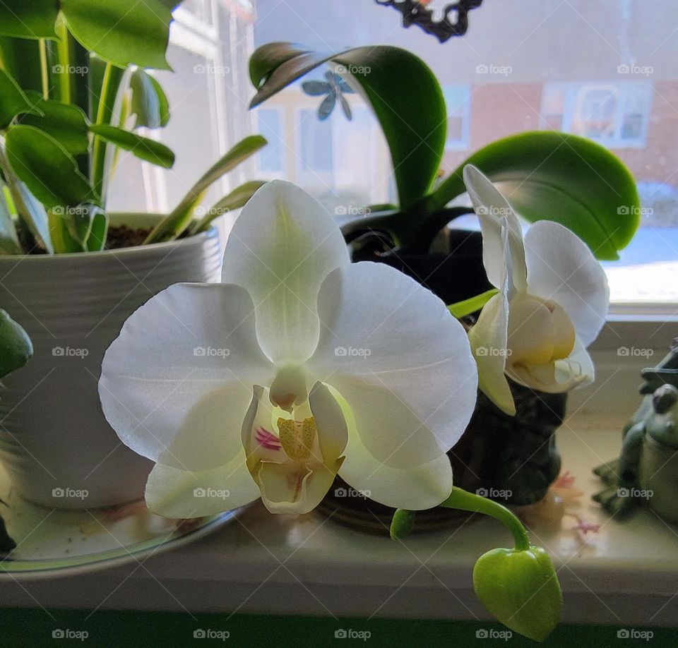 Orchid blooms once again after 4 years