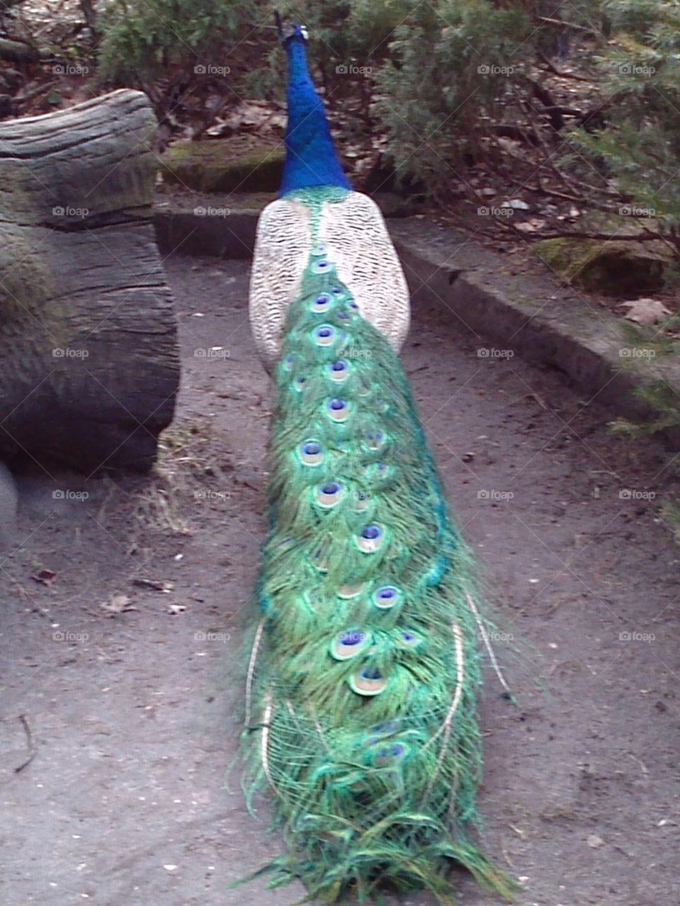 Peacock